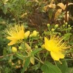 Hypericum hircinum flower picture by francoise audoire (cc-by-sa)