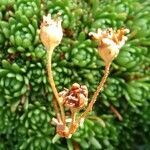 Saxifraga moschata fruit picture by Alain Bigou (cc-by-sa)