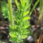 Daucus muricatus leaf picture by Monteiro Henrique (cc-by-sa)