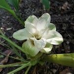 Curcuma longa flower picture by Jacob Nulik (cc-by-sa)