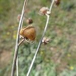 Helianthemum ledifolium fruit picture by Llandrich anna (cc-by-sa)