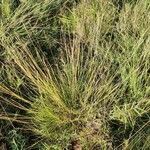 Heteropogon contortus habit picture by susan brown (cc-by-sa)