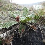 Acaena cylindristachya habit picture by Fabien Anthelme (cc-by-sa)