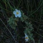 Helianthemum apenninum habit picture by Paul FRANCK (cc-by-sa)