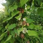 Dioscorea deltoidea fruit picture by shuja mehdi (cc-by-sa)