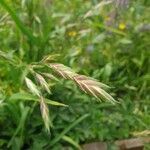 Bromus secalinus fruit picture by Gabriel Alves (cc-by-sa)