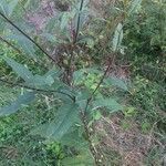 Bidens bipinnata habit picture by Sylvianne Mestre (cc-by-sa)