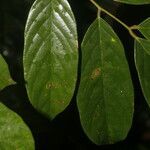 Machaerium floribundum leaf picture by Nelson Zamora Villalobos (cc-by-nc)