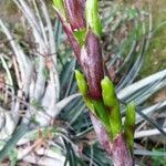 Bromelia karatas flower picture by Shehadi Ramiz (cc-by-sa)