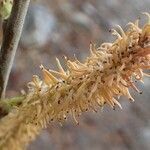 Salix cinerea fruit picture by Yoan MARTIN (cc-by-sa)