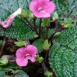 Episcia cupreata leaf picture by Olivier Galea (cc-by-sa)