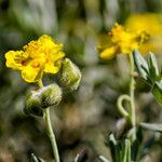 Helianthemum caput-felis habit picture by Manuel Hernández (cc-by-sa)