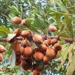 Brabejum stellatifolium fruit picture by Daniel Barthelemy (cc-by-nc)