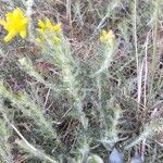 Genista germanica habit picture by samuel jean (cc-by-sa)