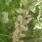 Lepidium densiflorum fruit picture by Manuel Barón (cc-by-sa)