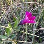 Petunia integrifolia flower picture by Trap Hers (cc-by-sa)