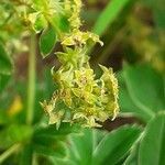 Alchemilla pallens flower picture by Pietro Brignoli (cc-by-sa)