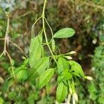 Fuchsia magellanica leaf picture by Caw Vus (cc-by-sa)