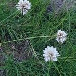 Cyperus niveus habit picture by susan brown (cc-by-sa)