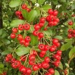 Pyracantha coccinea fruit picture by Tom Flower (cc-by-sa)