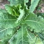 Lactuca virosa leaf picture by nadege cuq (cc-by-sa)