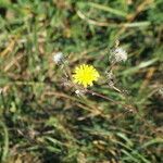 Picris hieracioides flower picture by alderash (cc-by-sa)