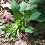 Epipactis helleborine leaf picture by sabbrent (cc-by-sa)