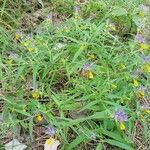 Melampyrum subalpinum habit picture by Helmut Sattmann (cc-by-sa)