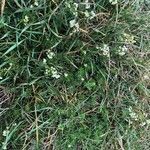 Galium pumilum habit picture by thomas boscardin (cc-by-sa)