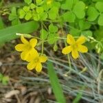 Oxalis stricta flower picture by William Coville (cc-by-sa)