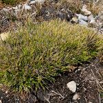 Oreobolus obtusangulus habit picture by Fabien Anthelme (cc-by-sa)