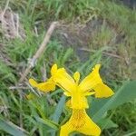 Iris pseudacorus flower picture by alex andre (cc-by-sa)