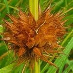 Leonotis nepetifolia fruit picture by susan brown (cc-by-sa)