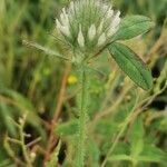 Trifolium diffusum flower picture by oliparis (cc-by-sa)