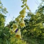 Digitalis grandiflora flower picture by Vörös László (cc-by-sa)