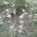 Phlomis lychnitis fruit picture by César Gonzalez (cc-by-sa)