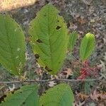 Aronia arbutifolia leaf picture by Jasper Edwards (cc-by-sa)