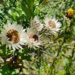 Helichrysum formosissimum flower picture by susan brown (cc-by-sa)