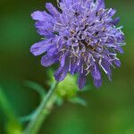 Knautia dipsacifolia flower picture by Heinz Gass (cc-by-sa)