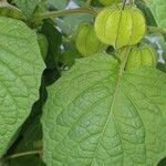 Physalis peruviana leaf picture by Pinto Ribeiro (cc-by-sa)