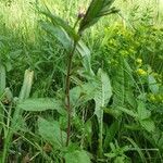 Epilobium montanum habit picture by Béatrice Parent (cc-by-sa)