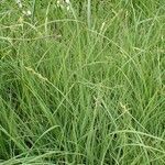 Carex canescens habit picture by Yoan MARTIN (cc-by-sa)