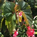 Begonia aconitifolia flower picture by Arazi Spatz Milly (cc-by-sa)