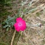 Silene flos-jovis flower picture by John Appel (cc-by-sa)