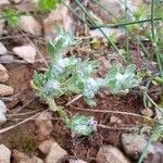 Bombycilaena erecta habit picture by Joelle Fischer (cc-by-sa)