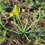 Bulbine abyssinica leaf picture by Susan Brown (cc-by-sa)