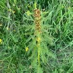 Pedicularis foliosa flower picture by Serge Beuchat (cc-by-sa)