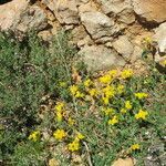 Coronilla minima habit picture by margarida vila (cc-by-sa)