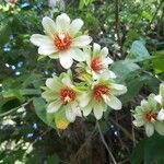 Pereskia aculeata flower picture by Balbinotti Daniel (cc-by-sa)