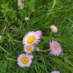 Erigeron glabellus flower picture by Filip Prokopenko (cc-by-sa)